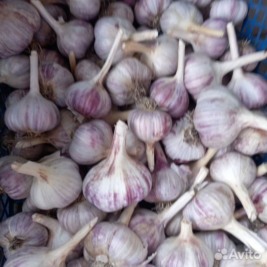 Продам чеснок, Бессоновский
