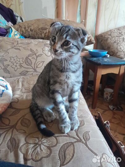 Отдам котенка в добрые руки