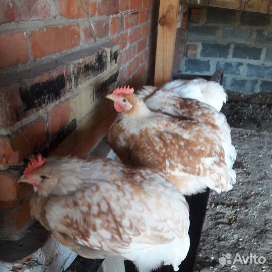Куры домашние