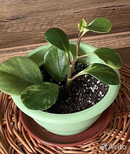 Пеперомия растение