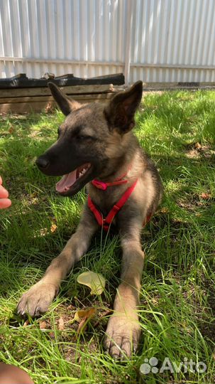 Помесь овчарки