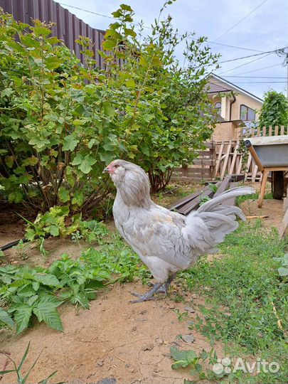 Петухи Амераукана