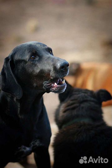 Метис лабрадора и курцхаара в добрые руки