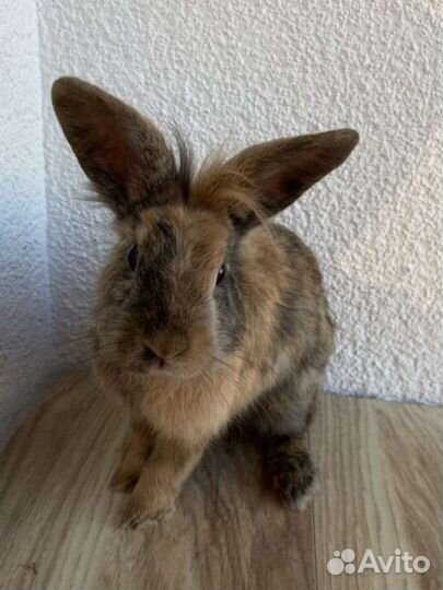 Декоративный карликовый кролик