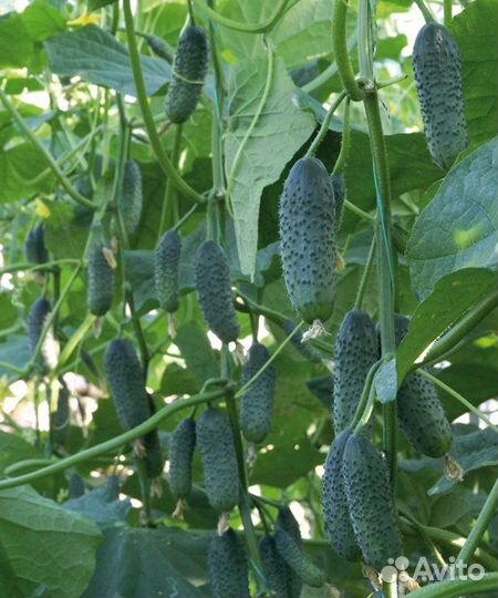 Сетка шпалерная для вьющихся растений