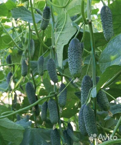 Сетка шпалерная для вьющихся растений