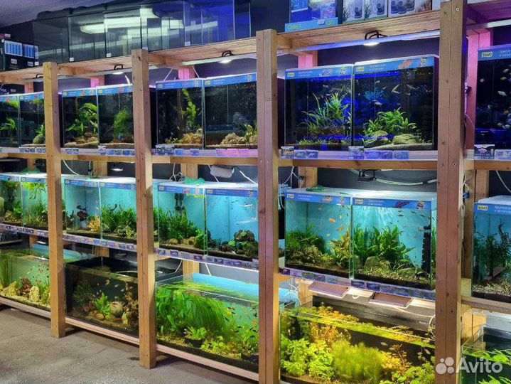 Аквариумные рыбки более 100 видов