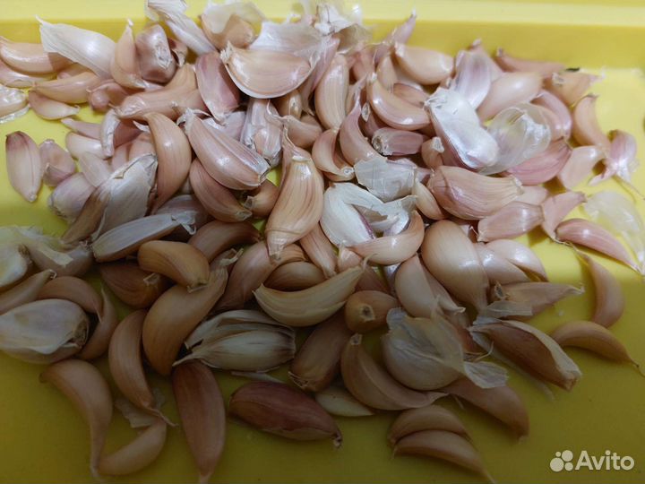 Семена чеснока
