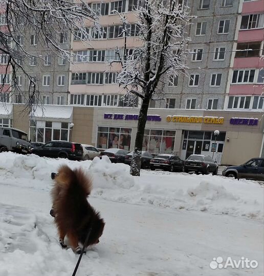 Немецкий шпиц вязка