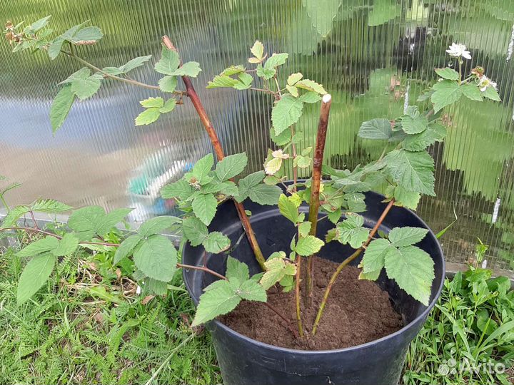 Ежевика Агавам с ягодами