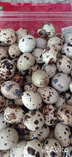 Яйца перепелиные инкубационное