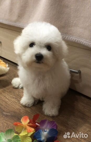 Бишон фризе, девочка с док