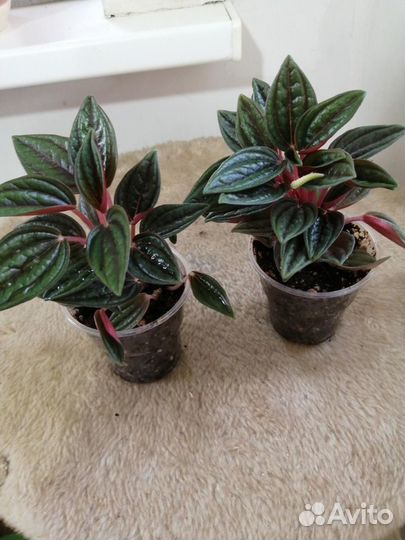 Пеперомия Rosso, диоскорея