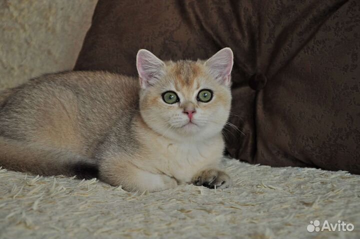 Британская золотая шиншилла