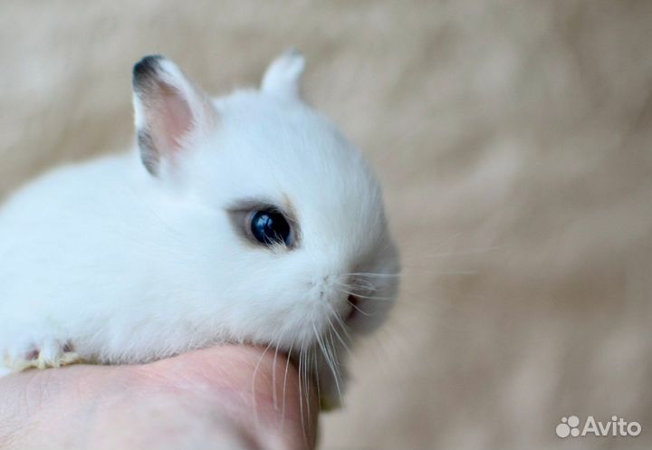 Карликовые кролики. Питомник Кролики от Оли