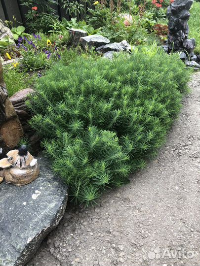 Цветы многолетники