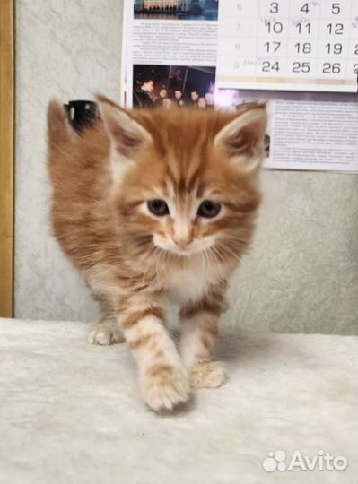 Красавица рыжее счастье для дома, для души