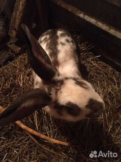 Кролики мясных пород