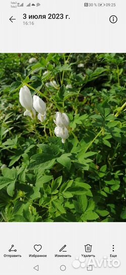 Цветы Дицентра