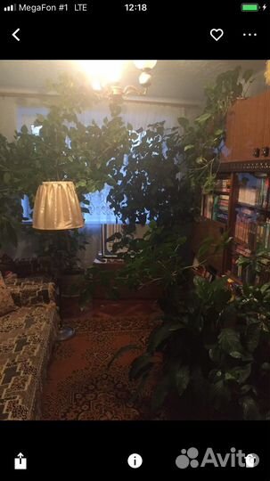 Продам цветы комнатные