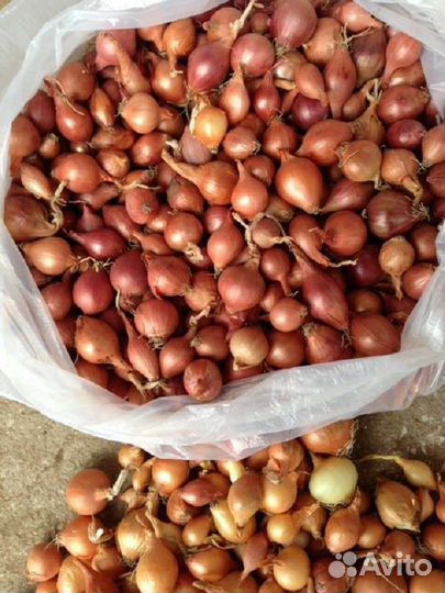 Роза кустовая английская Толстовка посадки и др