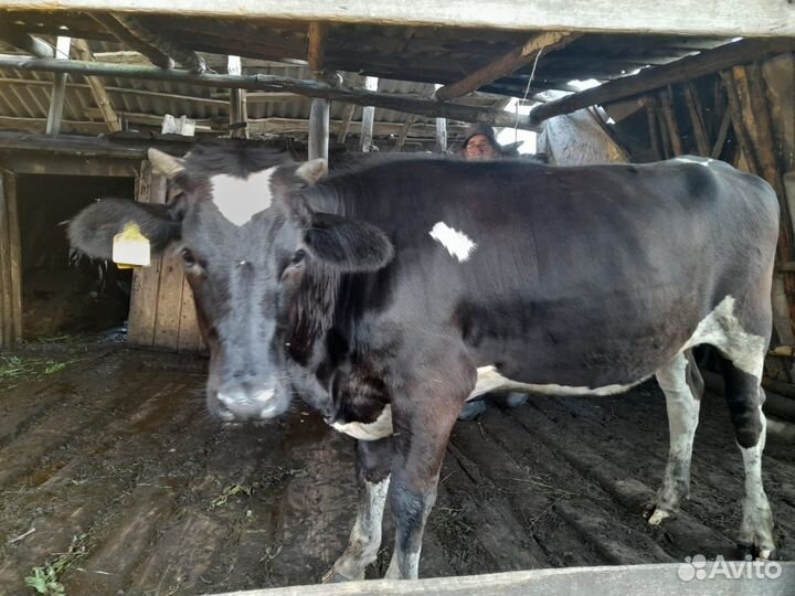 Телка стельная