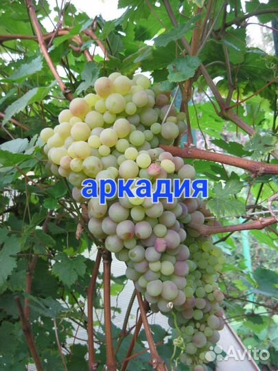 Саженцы винограда