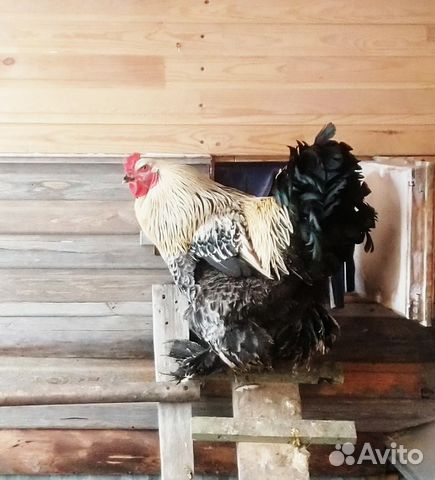 Инкубационное яйцо кур брама