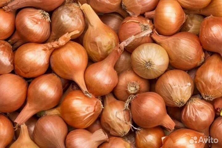 Лук севок штутгартер,стурон,мячковский