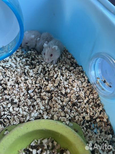 Джунгарские хомячки