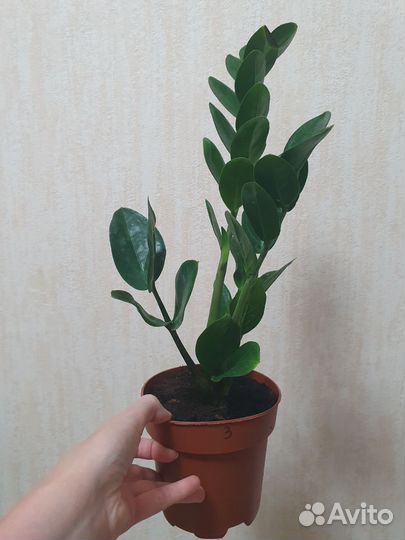 Замиокулькас