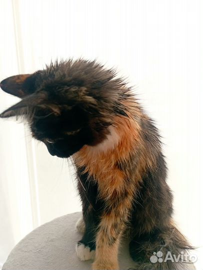 Домашняя кошечка