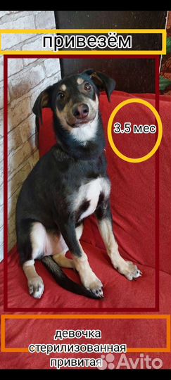 Щенок Лиза привита стерилизована 3.5 мес