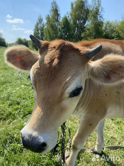 Телка джерси