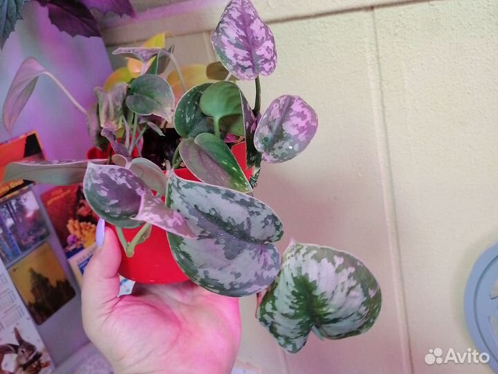 Сциндапсус