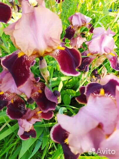 Неприхотливые многолетники (ирисы)