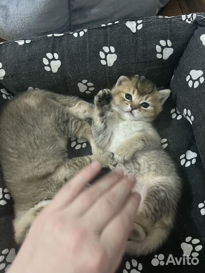 Британский котенок