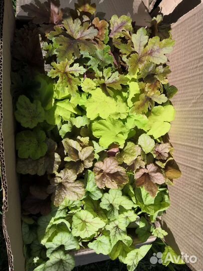 Гейхера ханни роуз, хопскотч