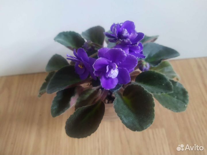 Синие фиалки