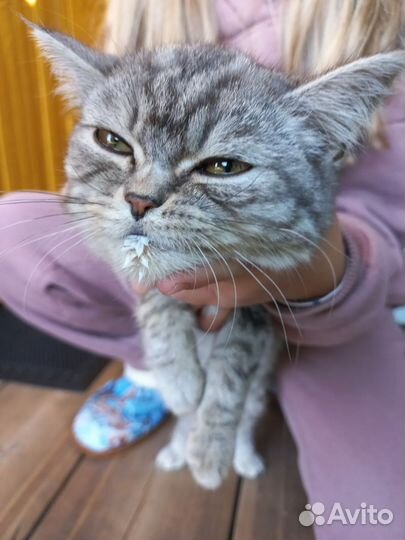 Котенок мальчик