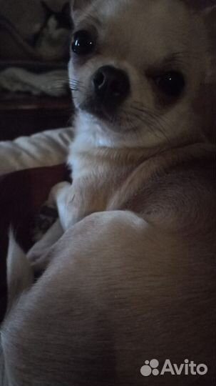 Ищем невесту. Чиахуа, 3 года, парень для вязки