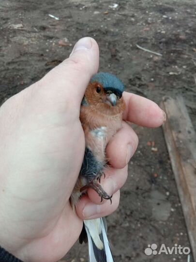 Певчие лесные птицы