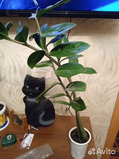 Домашние цветы