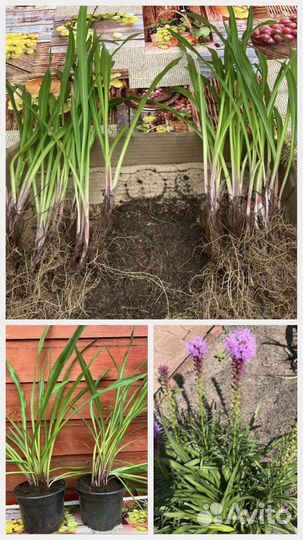 Многолетники садовые 1