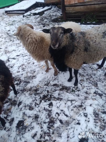 Бараны романовские