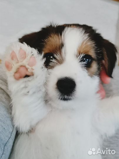 Лучшие щенки Джек Рассел терьер