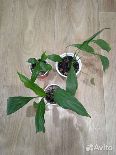 Комнатные растения цветы