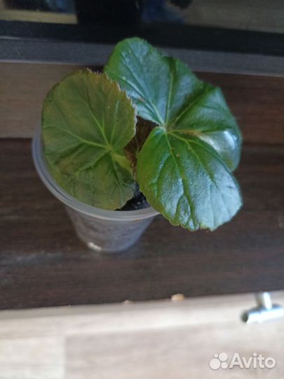 Бегонии элатиор