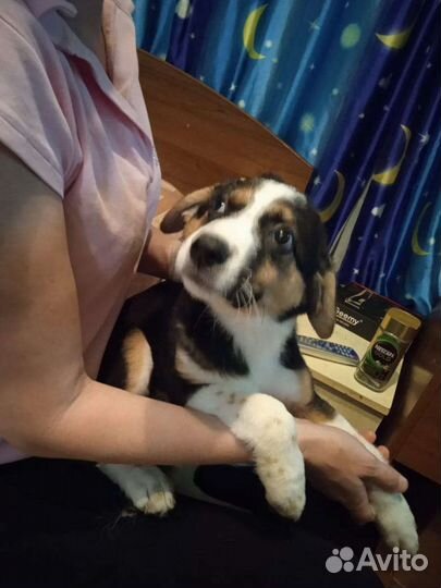 Собака в добрые руки отдам бесплатно