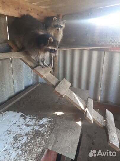 Вольерные еноты